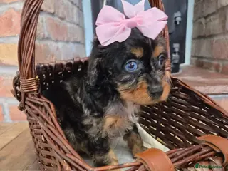 Cavapoo dogs Health tested F1 mini cavapoo puppies - Advert 15