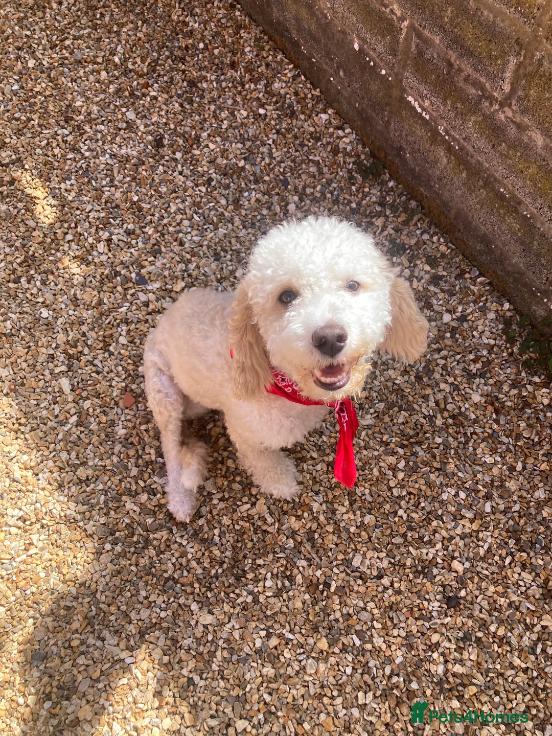 Cockapoo dogs for sale: Older Puppy for rehoming - Image 2