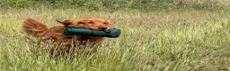 Golden Retriever dogs for stud: Ourstanding Golden Retriever  - Advert 5