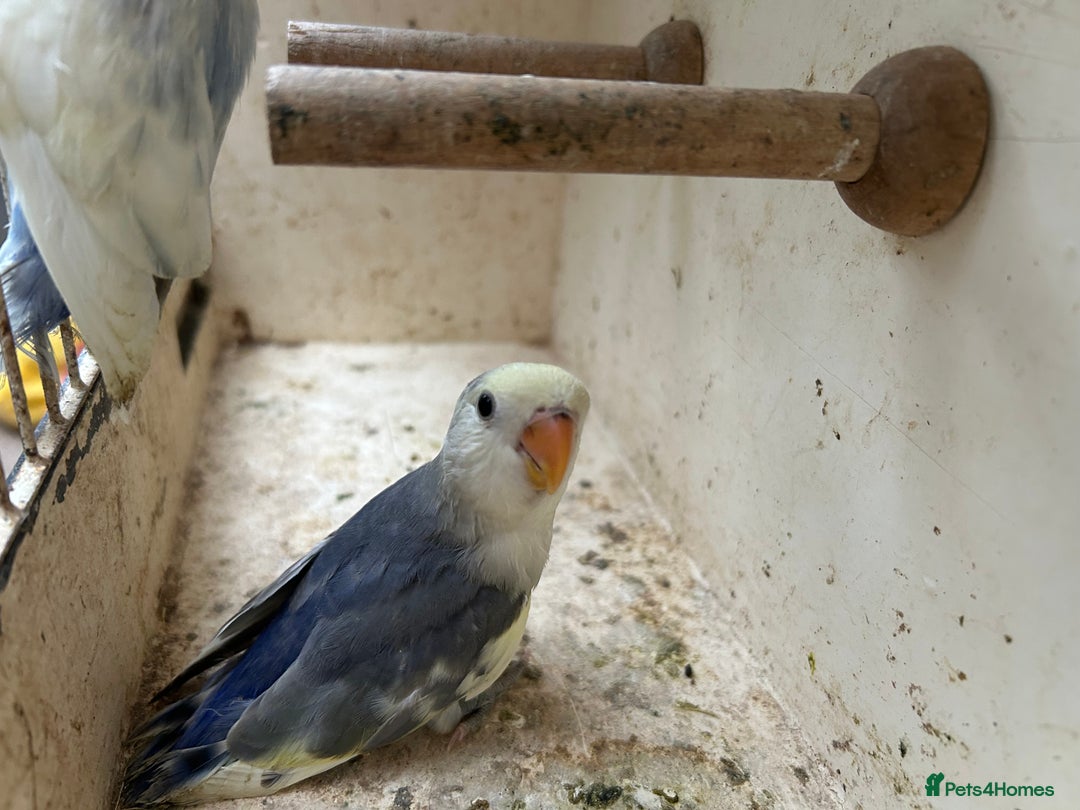 Lovebirds birds for sale: Lovebird for sale, all in good health  - Image 2