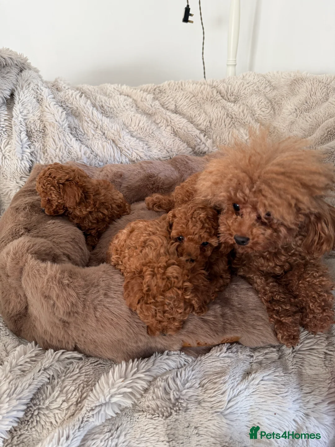 Toy Poodle dogs for sale: Outstanding KC reg Red Toy Poodles  - Advert 24