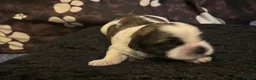 Zuchon dogs for sale: Zuchon puppies looking for forever home £650 in Brentwood - Advert 26