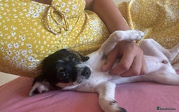 Jack Russell dogs for sale: Jack Russell Girl  - Image 4