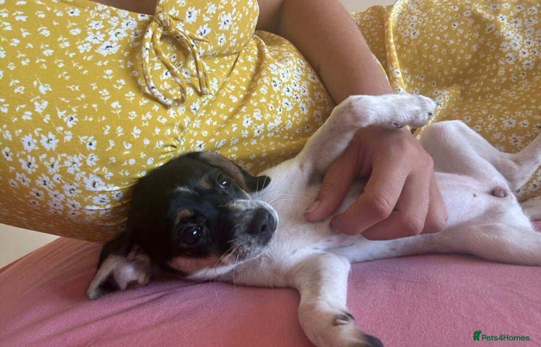 Jack Russell dogs for sale: Jack Russell Girl  - Image 4