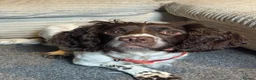 English Springer Spaniel dogs for sale: 4 year old spaniel in Sowerby Bridge - Advert 1