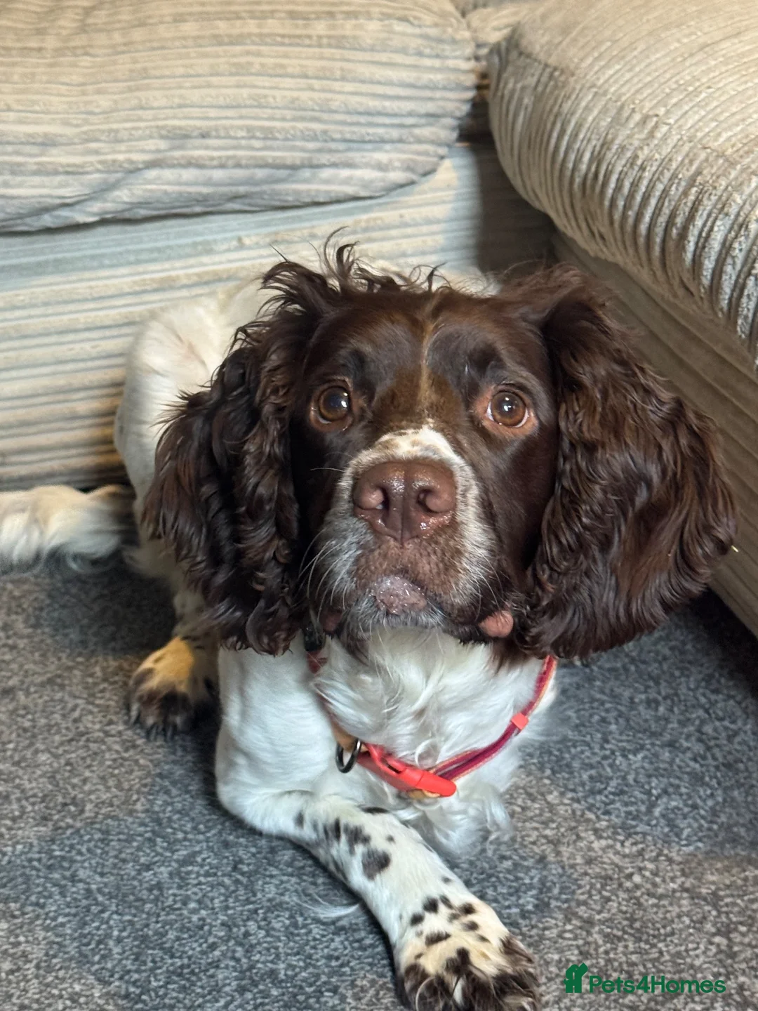 English Springer Spaniel dogs for sale: 4 year old spaniel in Sowerby Bridge - Advert 1