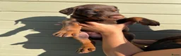 Dobermann dogs for sale: Imported Bloodline European Doberman Pups - Advert 5
