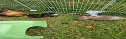 Guinea Pig rodents for sale: Guinea pigs for sale - Advert 2