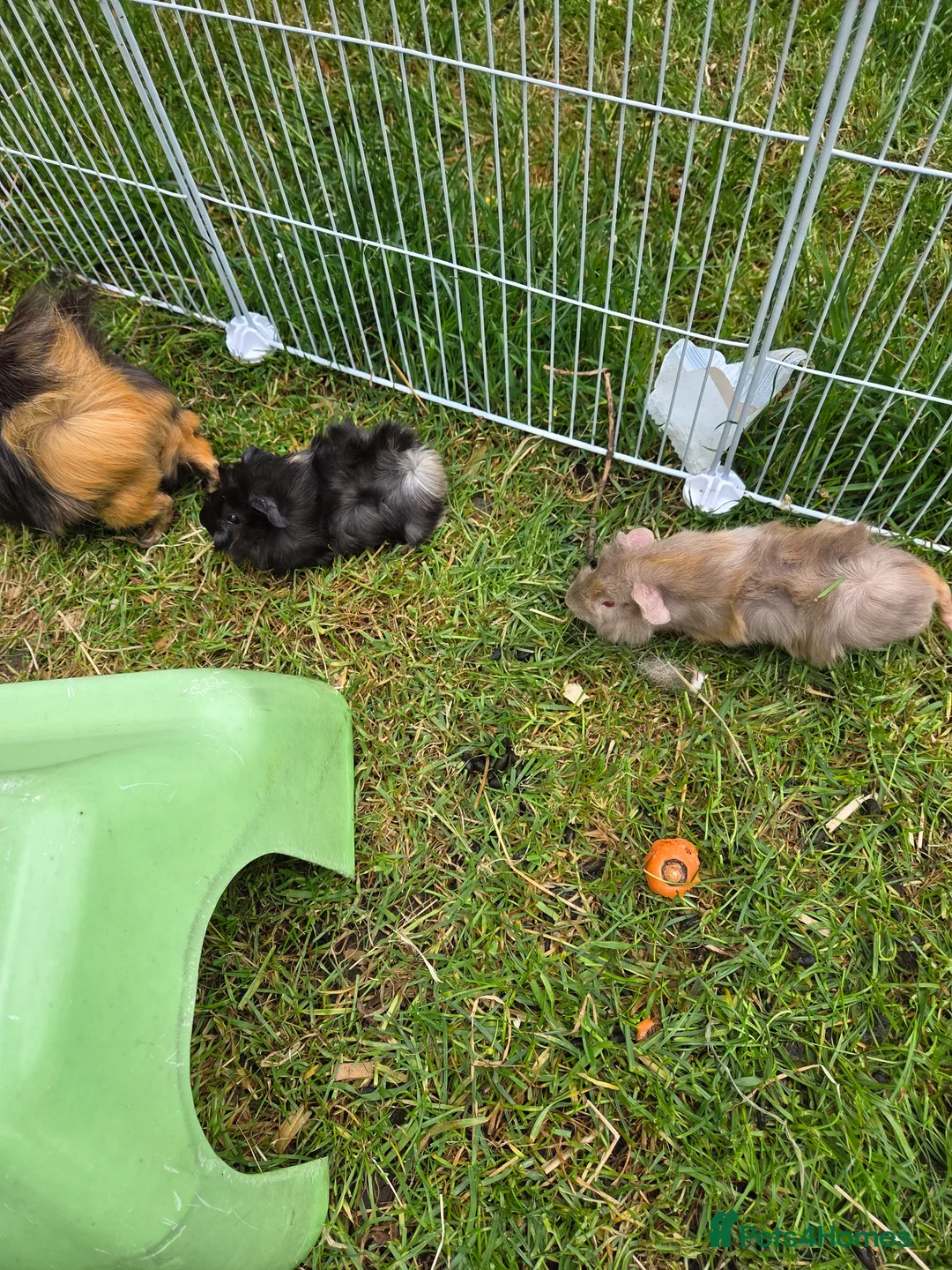 Guinea Pig rodents for sale: Guinea pigs for sale - Advert 2