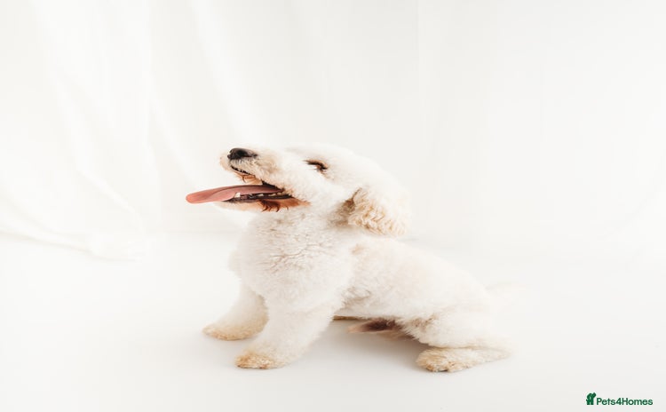 Cockapoo dogs Gorgeous cockapoo for stud - Advert 1