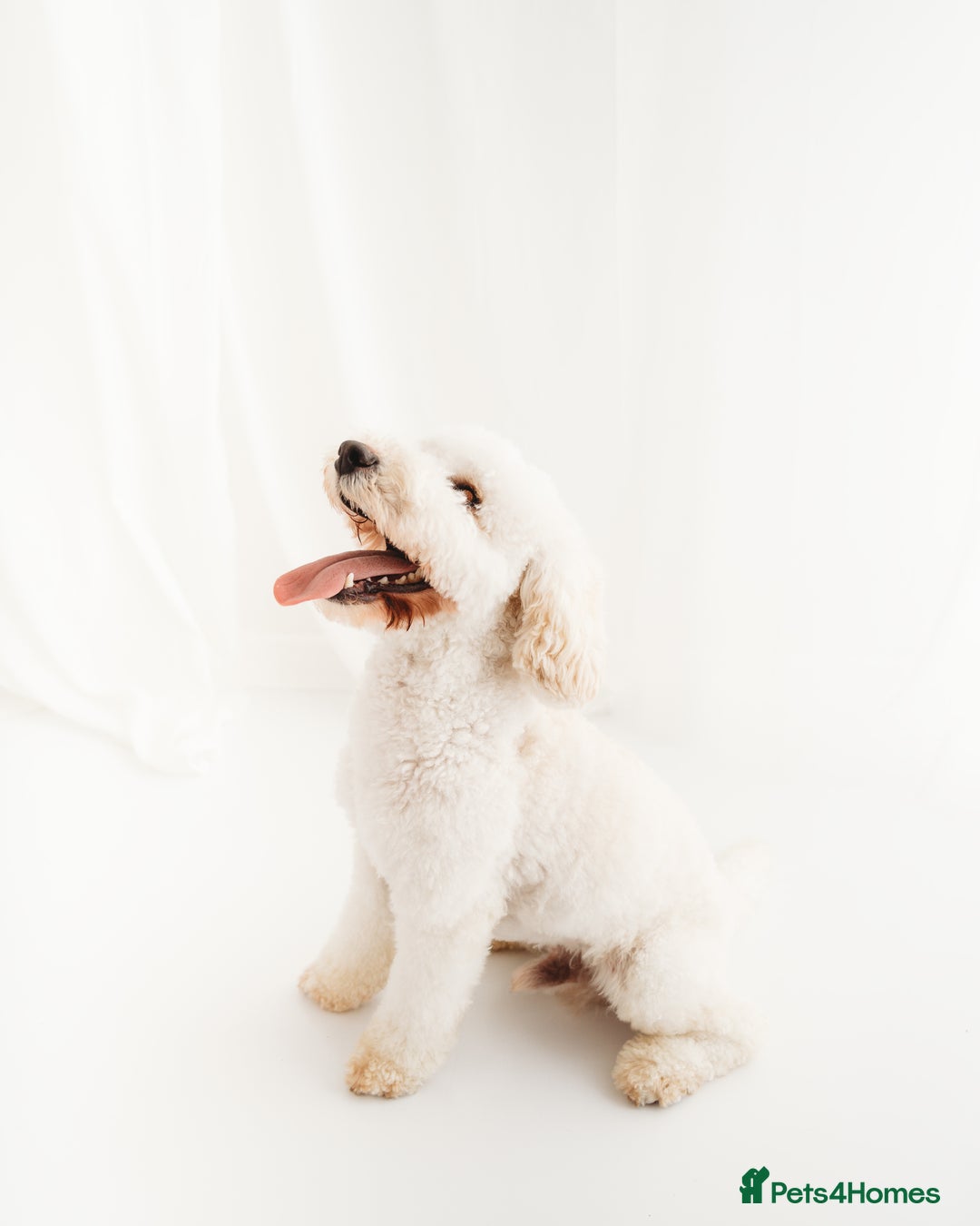 Cockapoo dogs for stud: Gorgeous cockapoo for stud - Advert 1