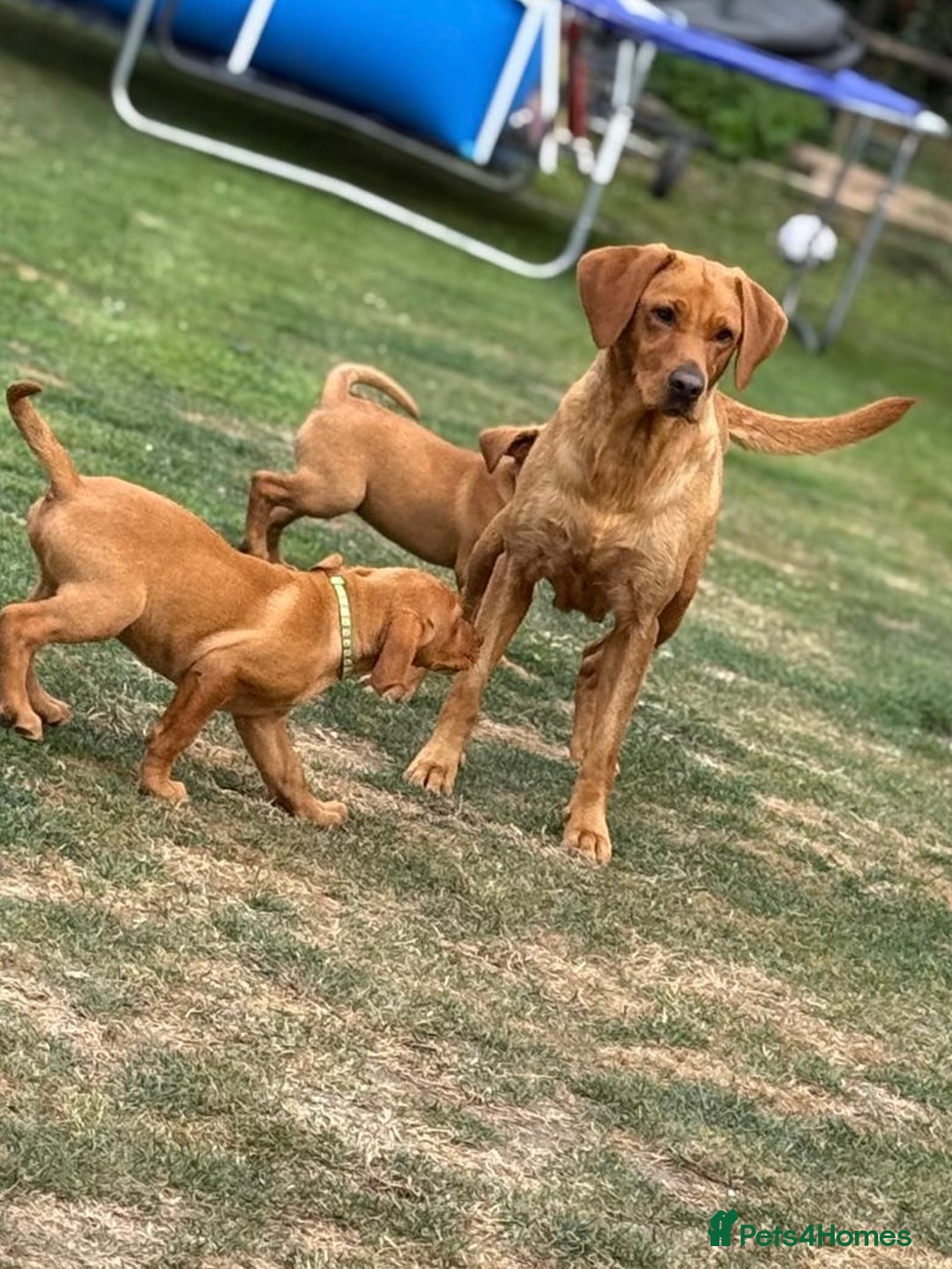 Labrador Retriever dogs for sale: KC REG RED FOX LABRADORS - ONLY 1 MALE LEFT  in Brockenhurst - Image 18