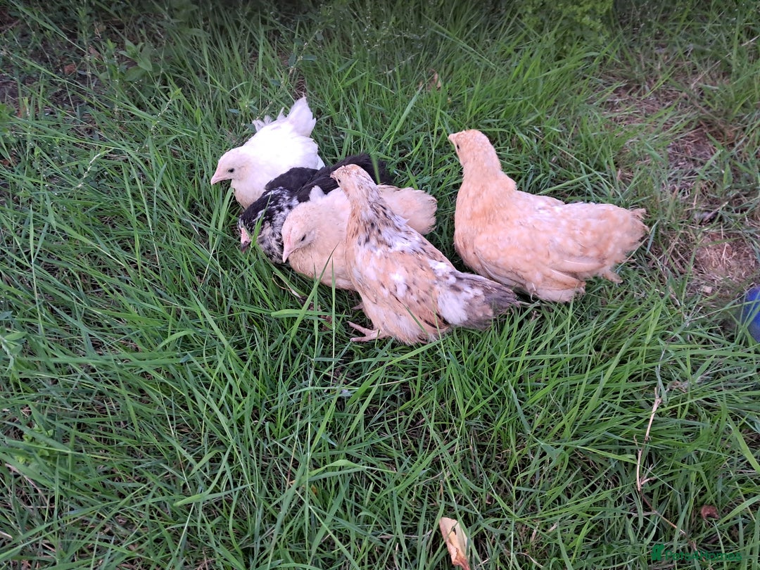 Chickens poultry for sale: Pekin Bantams chicks/growers/adults POL in York - Image 1