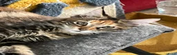 Maine Coon cats for sale: Maine Coon kittens - Advert 22