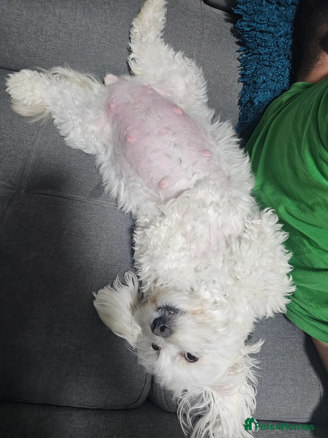 Bichon Frise dogs for sale: Bichon puppies in Luton - Advert 5