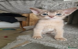 Abyssinian cats for sale: Abyssinian kittens  - Image 7