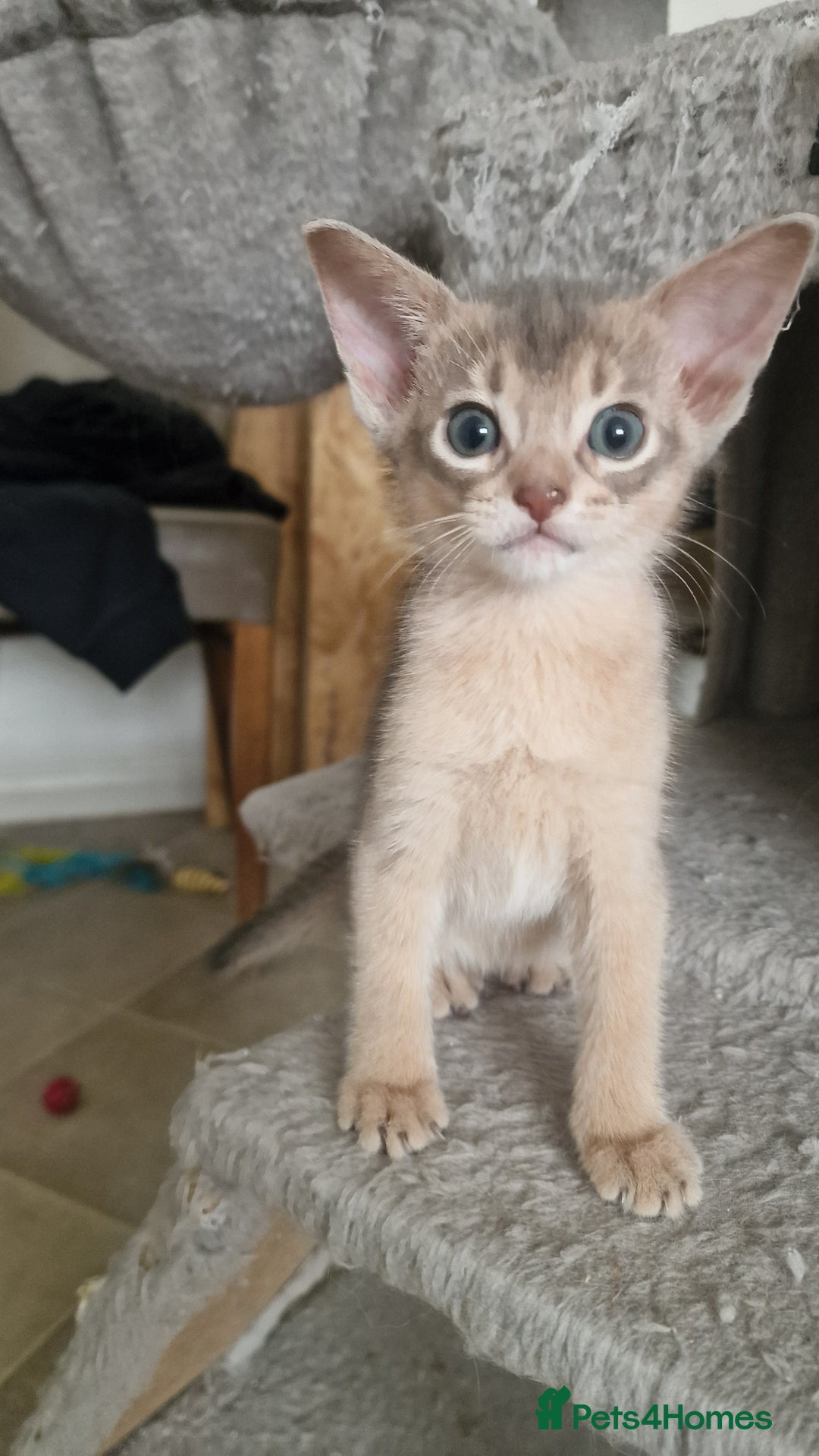 Abyssinian cats for sale: Abyssinian kittens  - Image 7