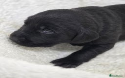 Labrador Retriever dogs for sale: 🐾 Adorable Black Labrador Puppies Ready Soon 🖤🐾 - Image 24