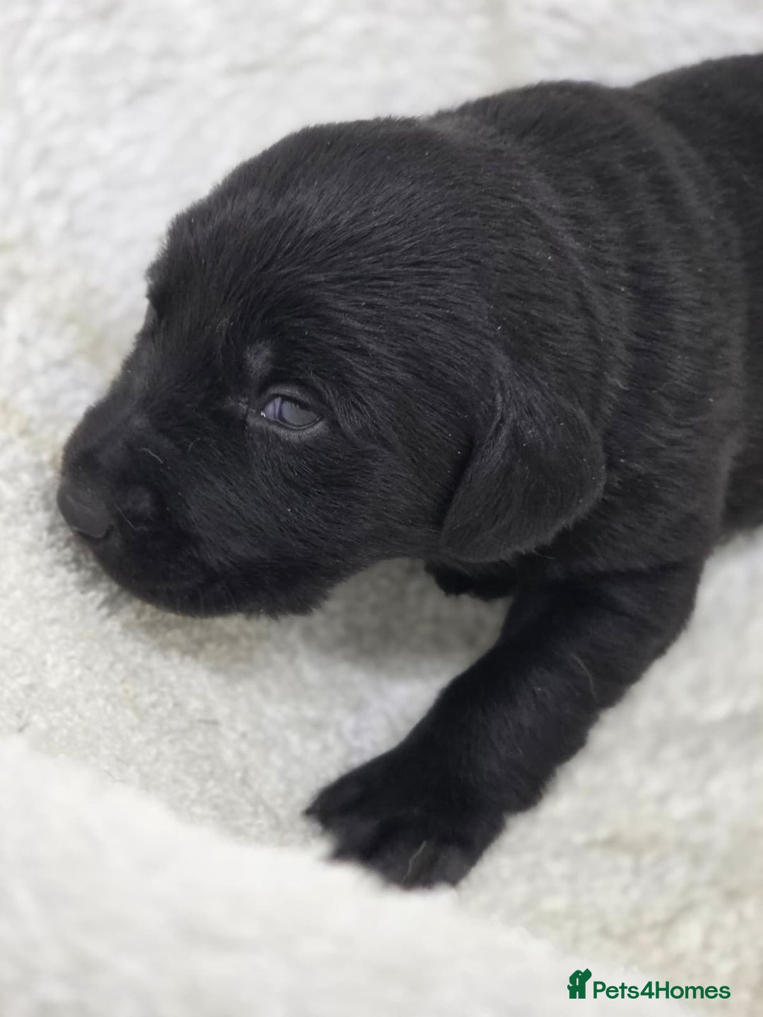 Labrador Retriever dogs for sale: 🐾 Adorable Black Labrador Puppies Ready Soon 🖤🐾 - Image 24