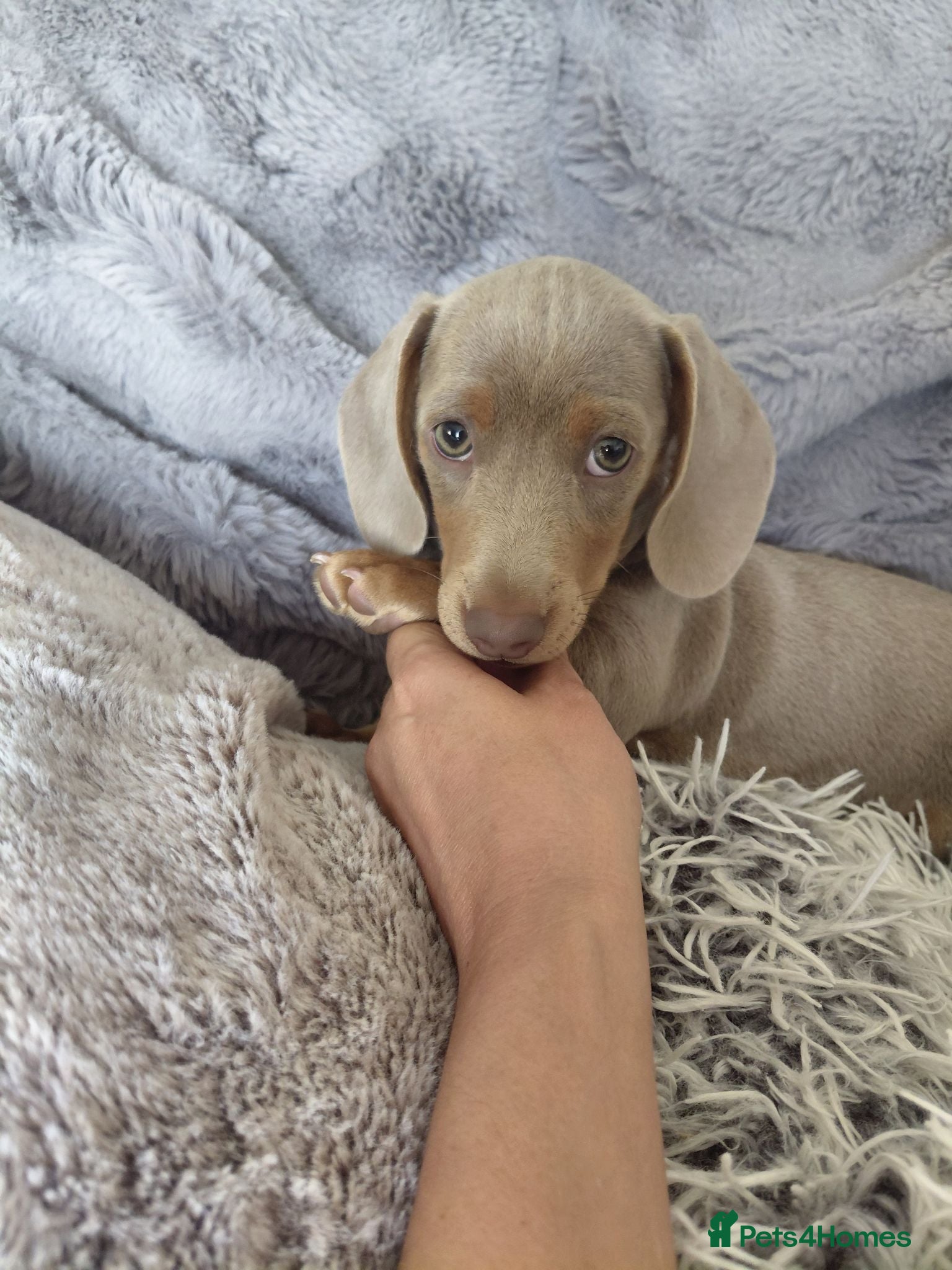 Dachshund dogs Beautiful Dachshund Boy – 9 Weeks Old – Ready Now - Advert 11