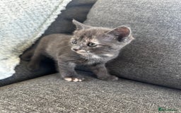 Mixed Breed cats for sale: Kittens for sale  - Image 7