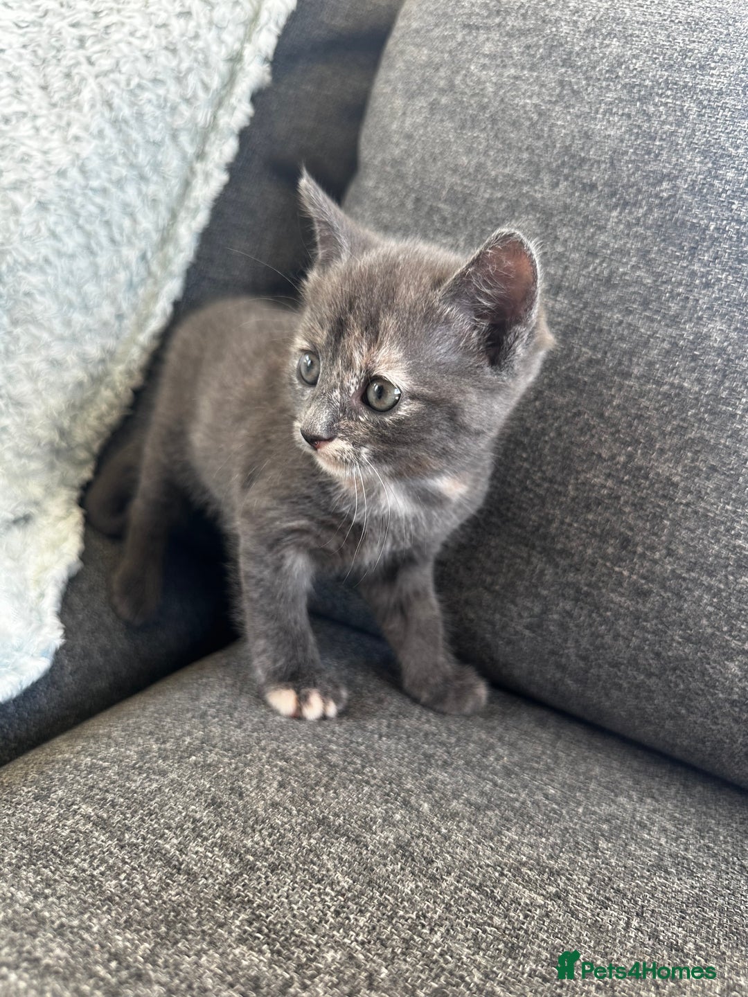 Mixed Breed cats for sale: Kittens for sale  - Image 7