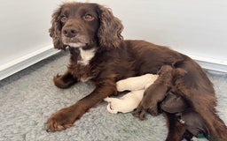 Cocker Spaniel dogs for sale: Kc, health tested WC cocker spaniel puppies  - Image 10