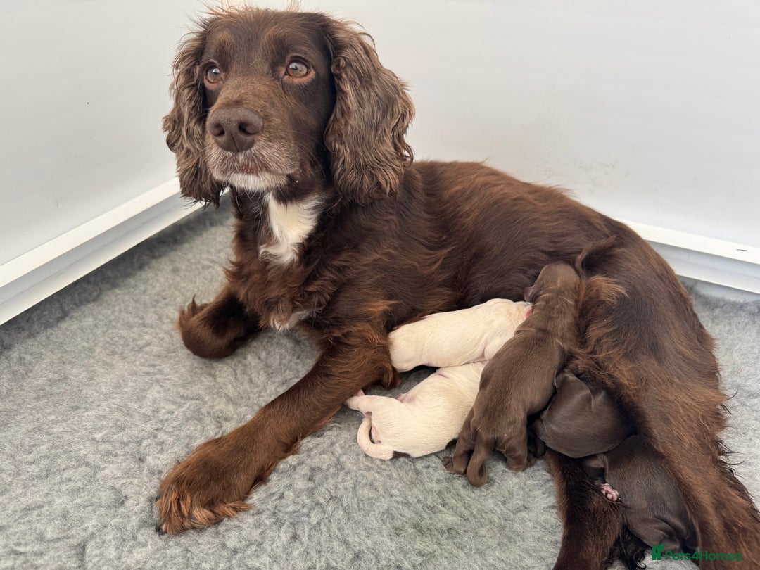 Cocker Spaniel dogs for sale: Kc, health tested WC cocker spaniel puppies  - Image 10