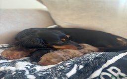 Miniature Dachshund dogs for sale: 3 Beautiful miniature longhair dachshund puppies - Image 23