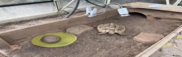 Tortoise reptiles for sale: Hermanns Tortoise - Male - 10 years old in Nottingham - Advert 2
