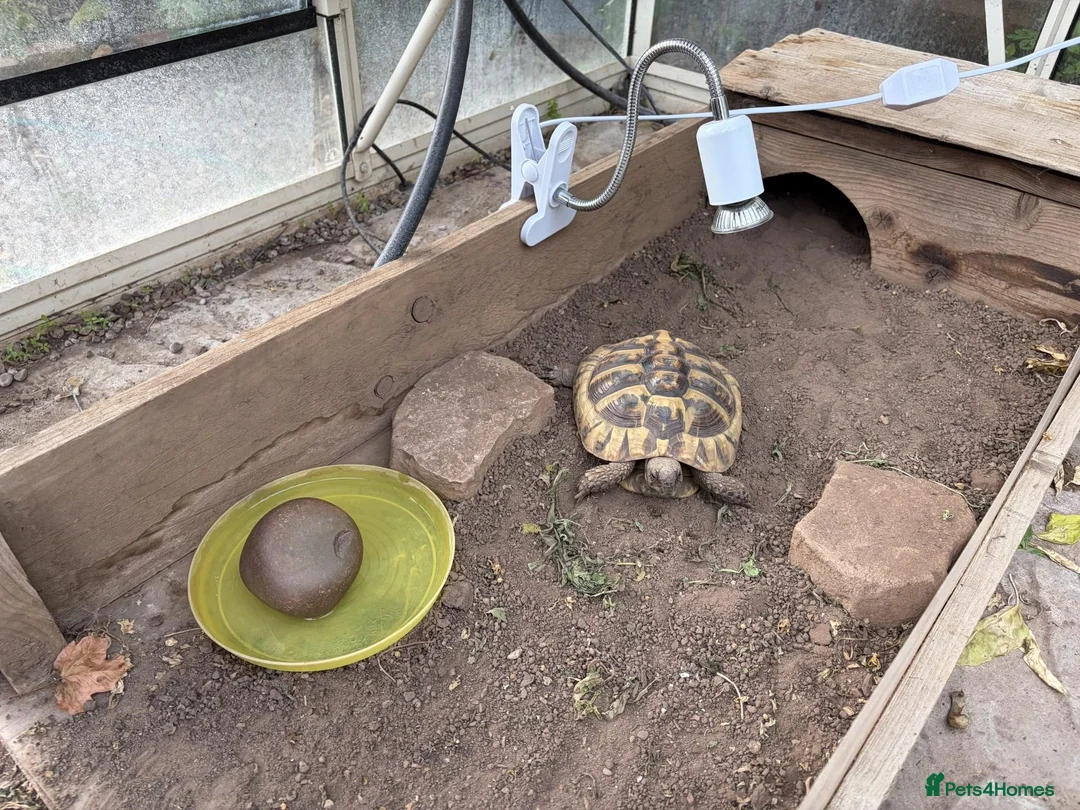 Tortoise reptiles for sale: Hermanns Tortoise - Male - 10 years old in Nottingham - Advert 2