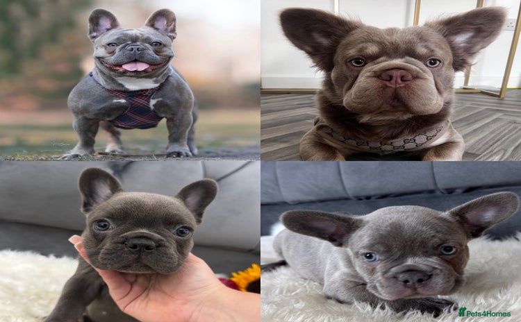 French Bulldog dogs - Advert 6