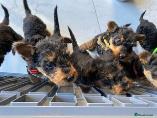 Airedale Terrier dogs Pure breed Airedale Terriers for sale - Advert 1