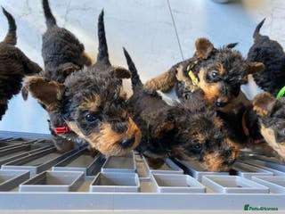 Airedale Terrier dogs Pure breed Airedale Terriers for sale - Advert 4
