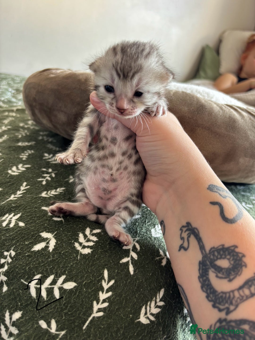Bengal cats for sale: Bengal kittens - Image 6