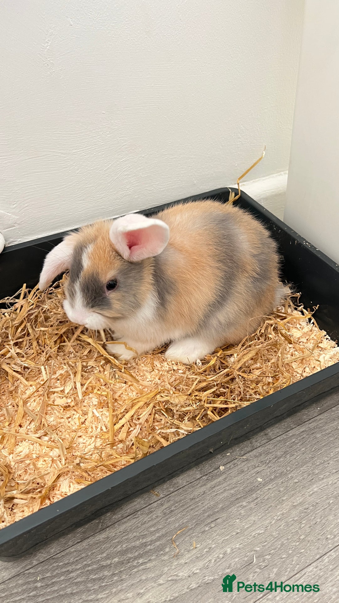 Mini Lop rabbits for sale: Male mini lop bunny  - Advert 3