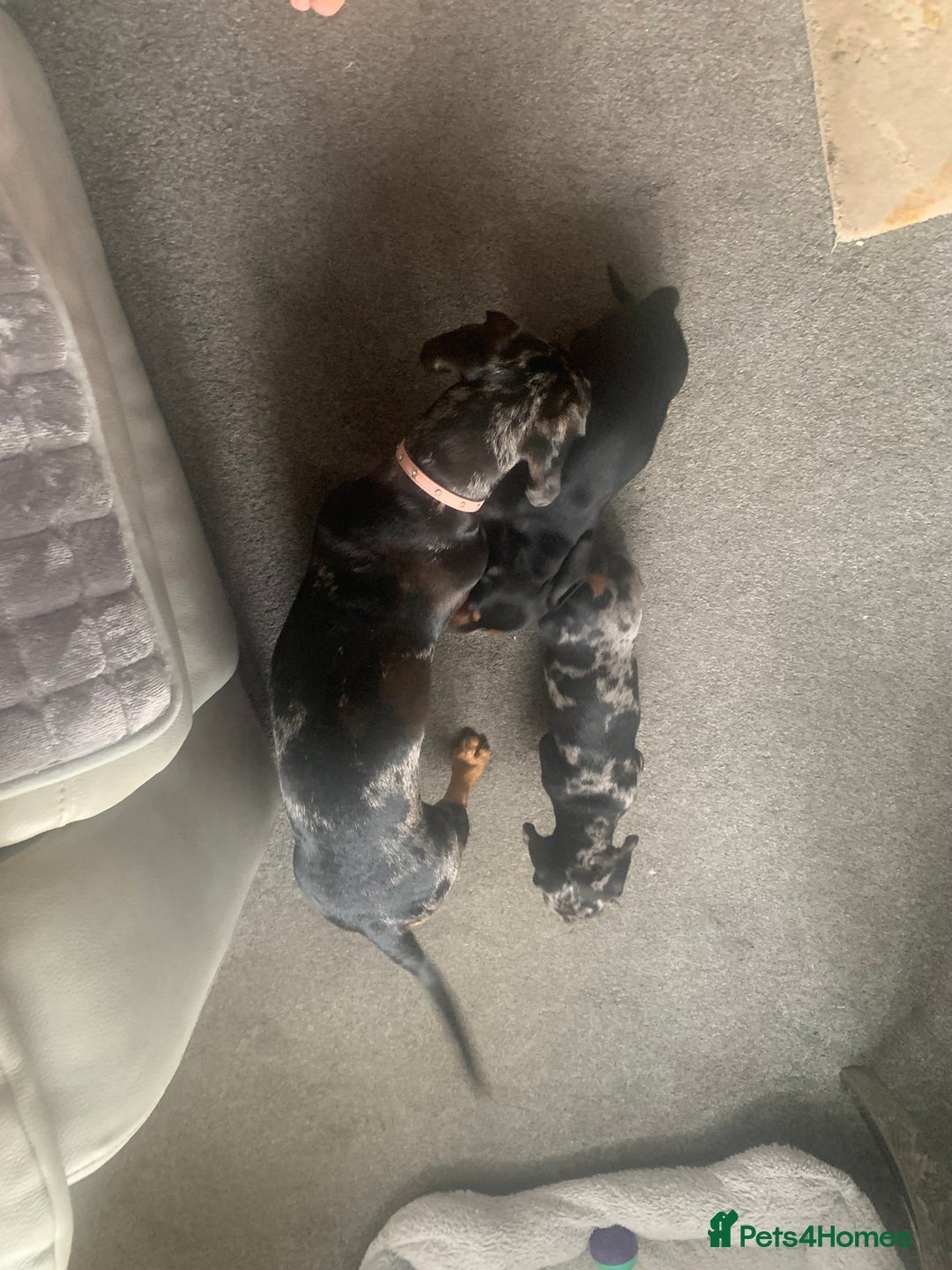 Dachshund dogs for sale: Mini Dachsunds for sale x 2 - Image 6