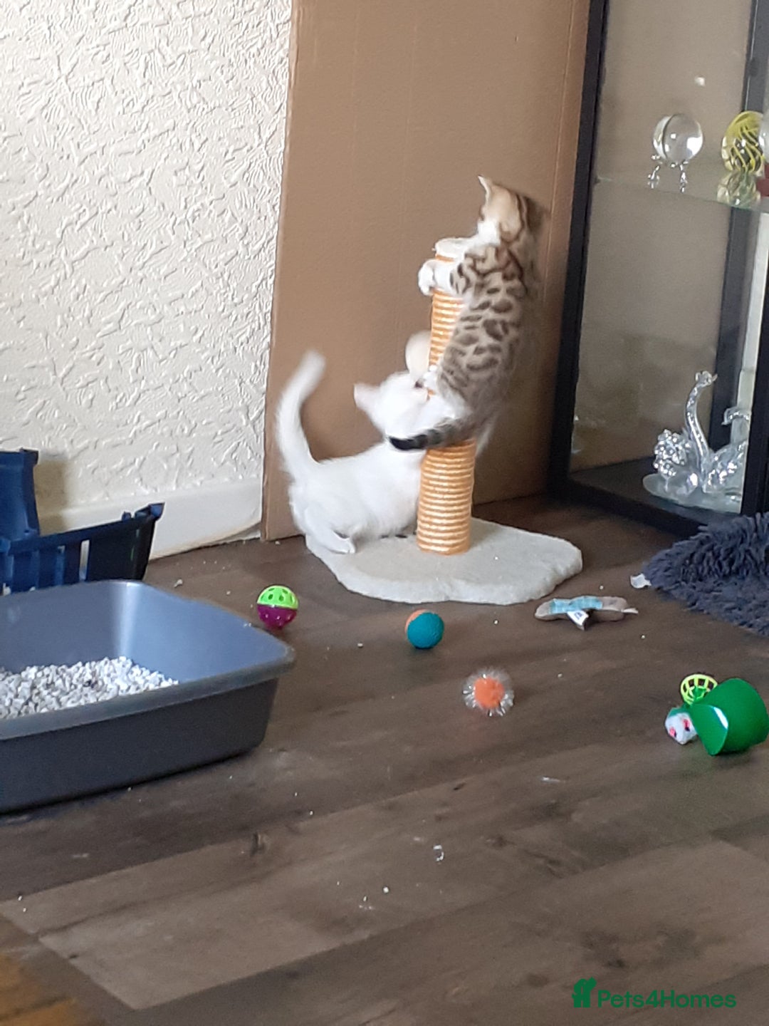 Khao Manee cats for sale: Khao manee  - Advert 8