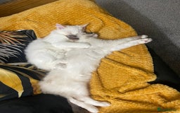 Ragdoll cats for sale: Ragdoll adults Purebred pedigree 5 generations  - Advert 37