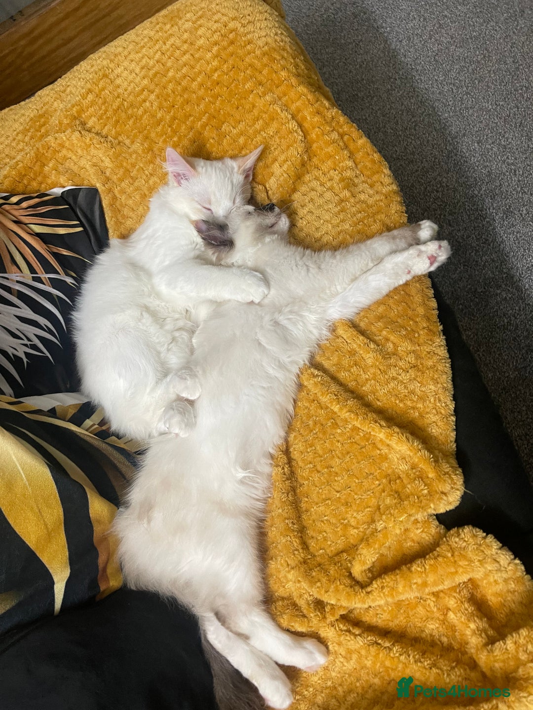 Ragdoll cats for sale: Ragdoll adults Purebred pedigree 5 generations  - Advert 37