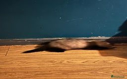 Ferret rodents for sale: 2 year old male ferret  - Image 7