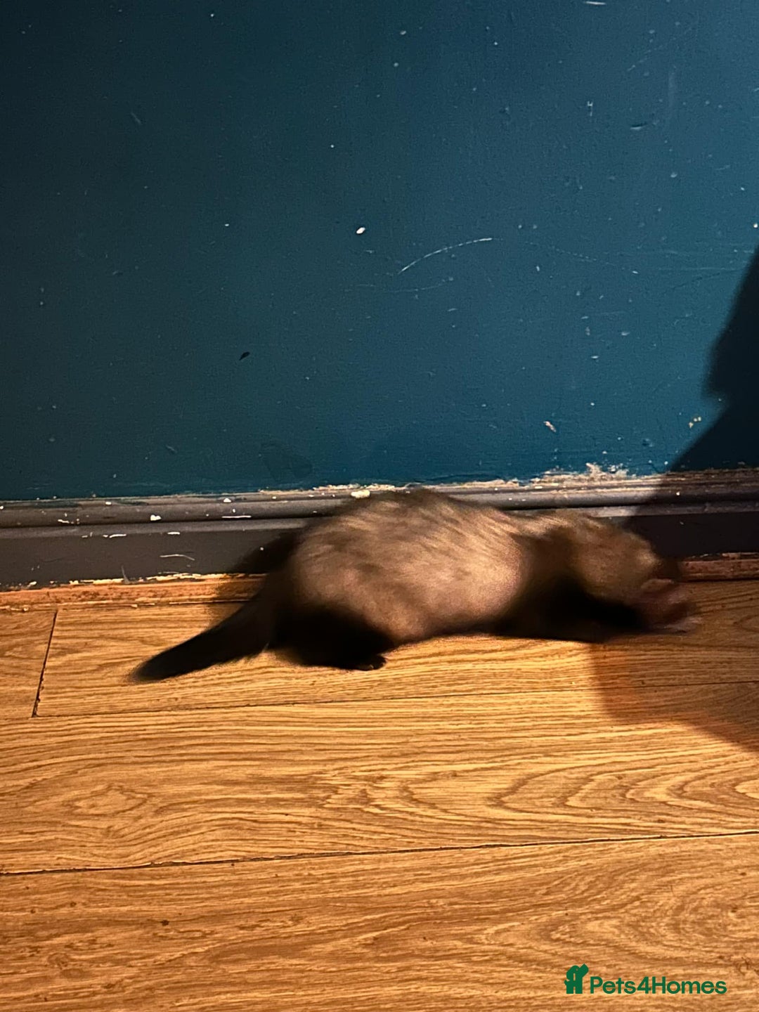 Ferret rodents for sale: 2 year old male ferret  - Image 7
