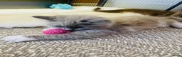 Ragdoll cats for sale: Quality Ragdoll Kittens 🩷 Ready Now  - Advert 4