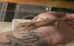 Gecko reptiles for sale: Patternless Dalmatian crested gecko - Image 3