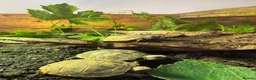 Tortoise reptiles for sale: Baby Hermann Tortoise 2026 Hatchlings - Advert 4