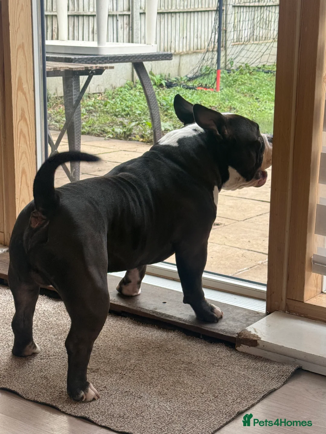 American Bully dogs for stud: American bully pocket - Advert 20