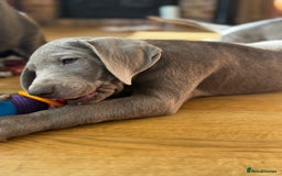 Labrador Retriever dogs for sale: 🩶 Silver & Charcoal Labrador Puppies - Image 19