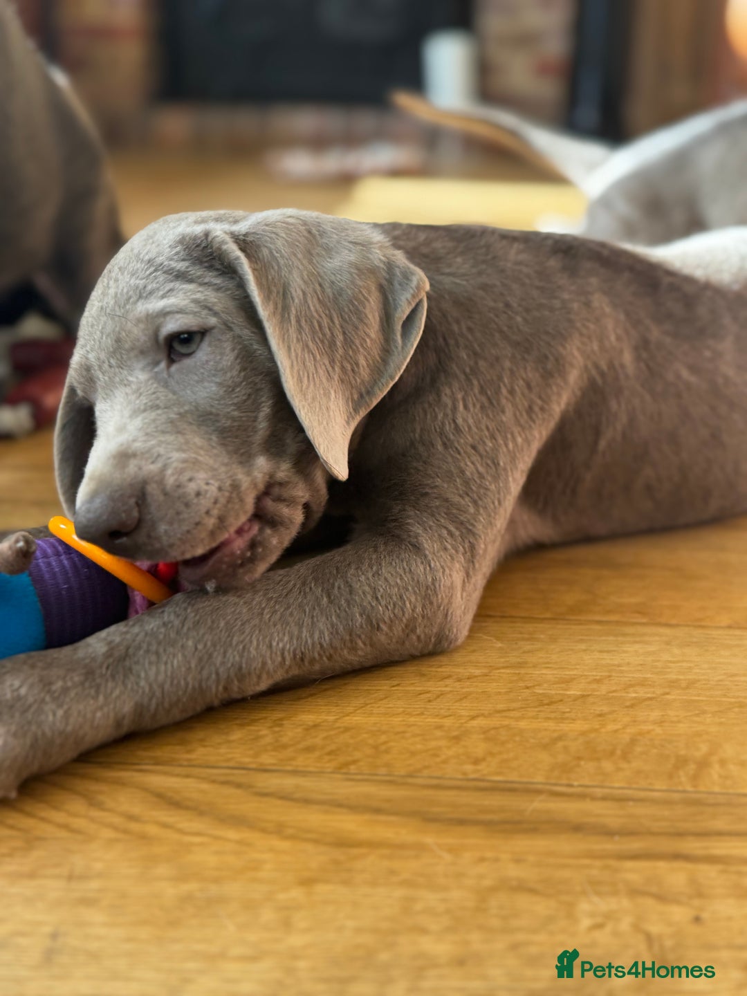 Labrador Retriever dogs for sale: 🩶 Silver & Charcoal Labrador Puppies - Image 19
