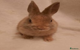 Netherland Dwarf rabbits for sale: Seven Litters Of Netherland Dwarf Babies - Image 13