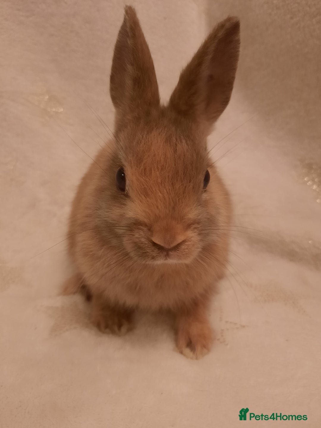 Netherland Dwarf rabbits for sale: Seven Litters Of Netherland Dwarf Babies - Image 13